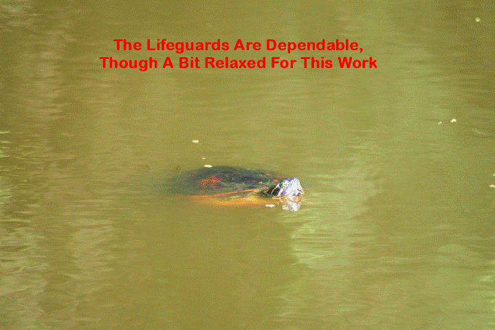 ElR_turtle_lifeguard (2) (Small).gif